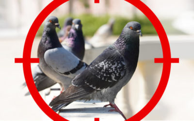 Pigeons or Pest Birds