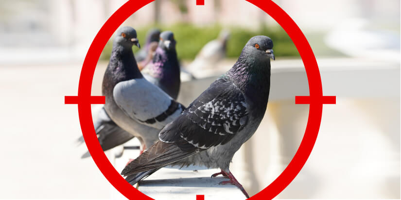 Pigeons or Pest Birds