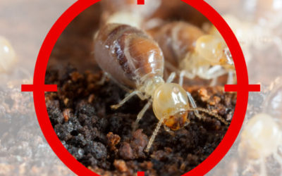 Termite Treatments