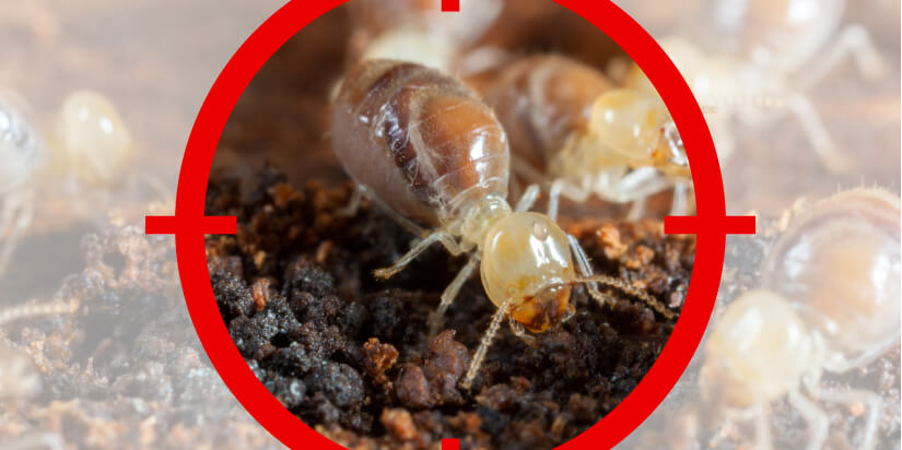 Termite Treatments