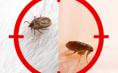 Fleas & Ticks