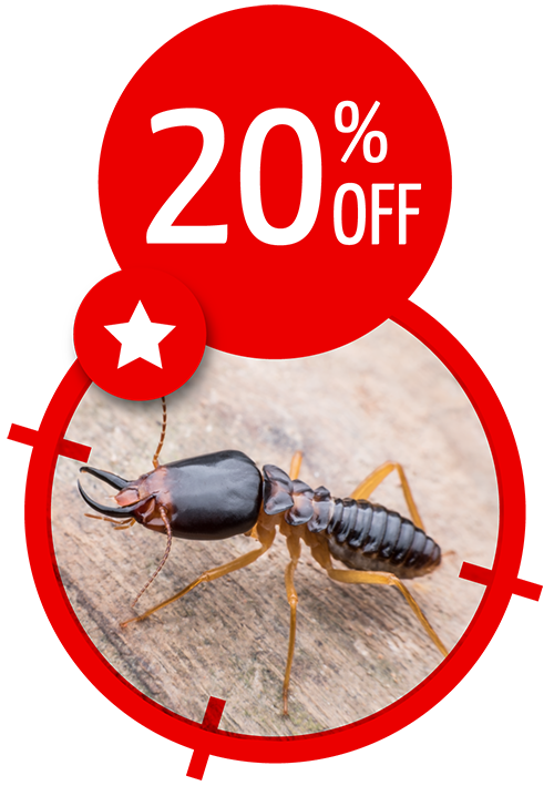 PPC-termites-landing-page-imagen-descuento