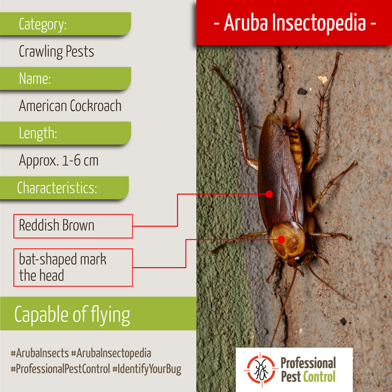 Pest Guide | Professional Pest Control Aruba and Bonaire