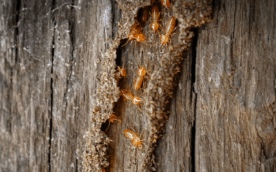 5 Signs of Termite Infestation and How to Deal with It