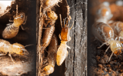 3 Types of Termites in Aruba and How to Get Rid of Them