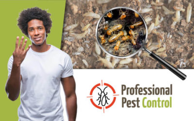 4 Unbelievable Facts About Termites