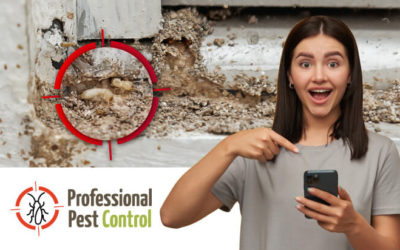 The Ultimate Termite Control Guide