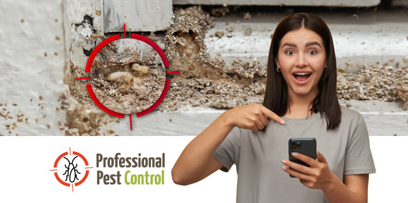 The Ultimate Termite Control Guide