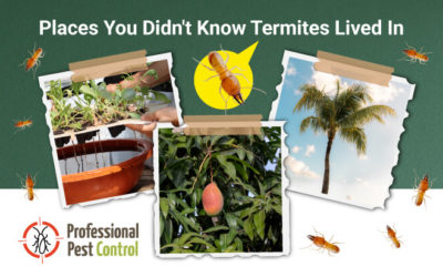 Places You Didn’t Know Termites Lived In