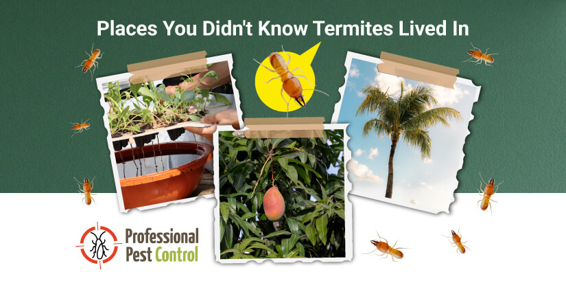 Places You Didn’t Know Termites Lived In