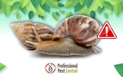 Giant African Snails: Humans and Environment at Risk