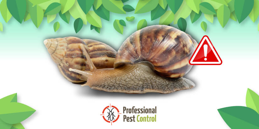 Giant African Snails: Humans and Environment at Risk