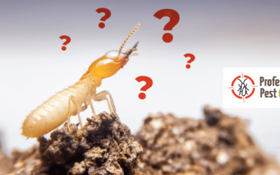 3 Termite Control FAQs and What We Use to Stop Termites