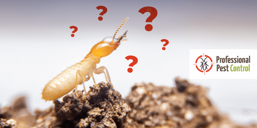 3 Termite Control FAQs and What We Use to Stop Termites