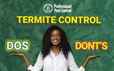 Termite Control Dos and Don’ts: Tips for Caribbean Homeowners