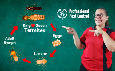 The Secret Behind Termites’ Life Cycle: Your Key to Effective Pest Control