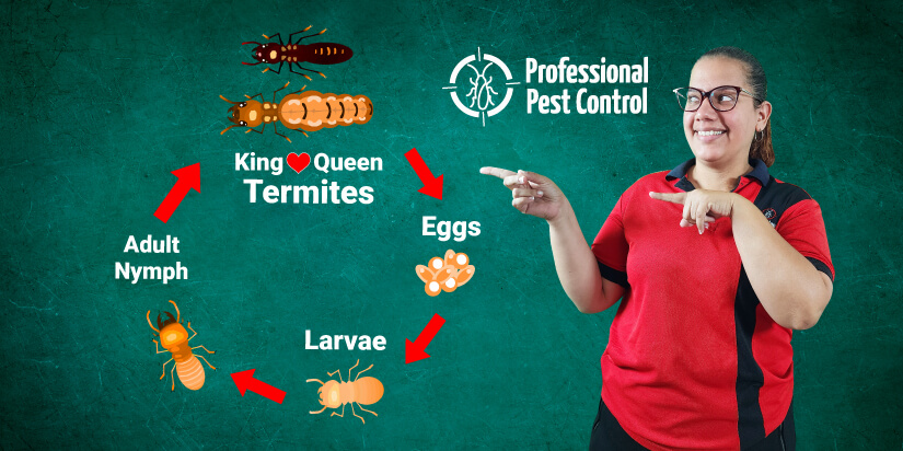 The Secret Behind Termites’ Life Cycle: Your Key to Effective Pest Control