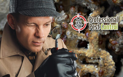 Are Termite Inspections a Must or Not Really? Find Out All You Need to Know About Termite Inspections
