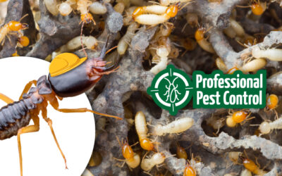 Revealing the Mysteries of Termite Nests with Professional Pest Control