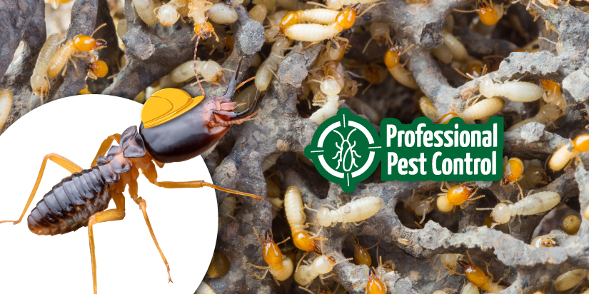 Revealing the Mysteries of Termite Nests with Professional Pest Control