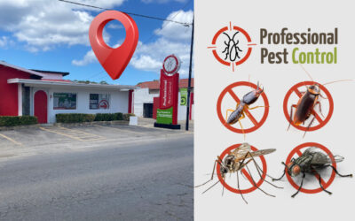 DIY Pest Control Made Easy with Professional Pest Control NEW Store in Aruba