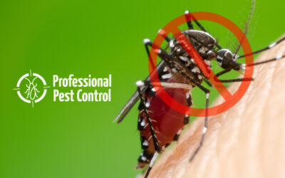 Dengue Protection: Essential Mosquito Safety Tips in the Caribbean