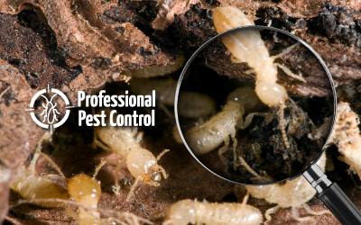 Meet Termites’ Worst Enemy in the Caribbean: Professional Pest Control