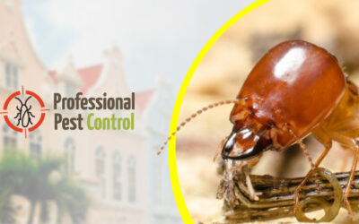 The Hidden Threat: Why March is the Best Time to Check for Termites in Aruba