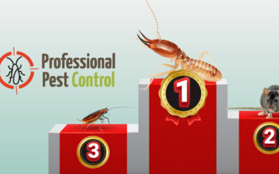 Termites vs. Other Pests: Why Termites Can Be More Destructive Than Visible Pests in Aruba