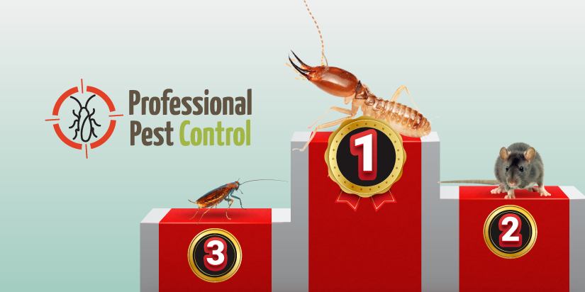 Termites vs. Other Pests: Why Termites Can Be More Destructive Than Visible Pests in Aruba