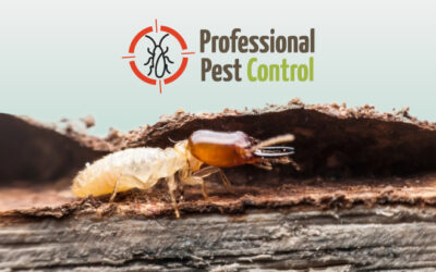 Termites and Wood in Aruba: What Makes Your Home Vulnerable to These Pests?