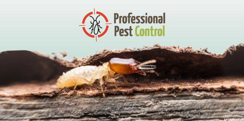 Termites and Wood in Aruba: What Makes Your Home Vulnerable to These Pests?