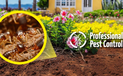 How Termites Can Impact Your Garden in Aruba: The Effects of Infestation on Soil and Plants