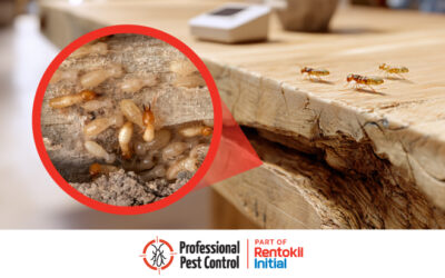 How to Tell if Your Business in the Caribbean Is at Risk From Termites