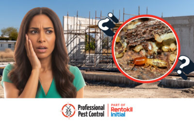 Termite Inspection Before Construction: How to Protect Your Future Home in Aruba