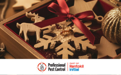 How to Protect Your Home in Aruba from Termites This Holiday Season