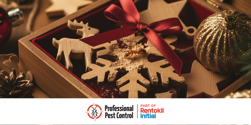 How to Protect Your Home in Aruba from Termites This Holiday Season