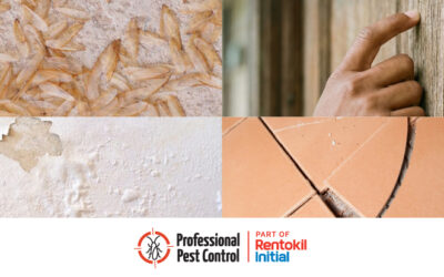 Start the New Year With a Termite-Proof Home: Aruba’s New Year Prevention Checklist