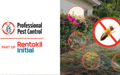 Starting 2026 With a Termite-Safe Yard: Landscaping Mistakes That Put Aruba Homes at Risk