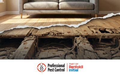 What Our Team Sees Every Week: Real Termite Problems in Aruba and How Prevention Can Help