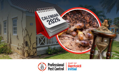 Termite Destruction Timeline: What Happens after 30 Days to 1 Year